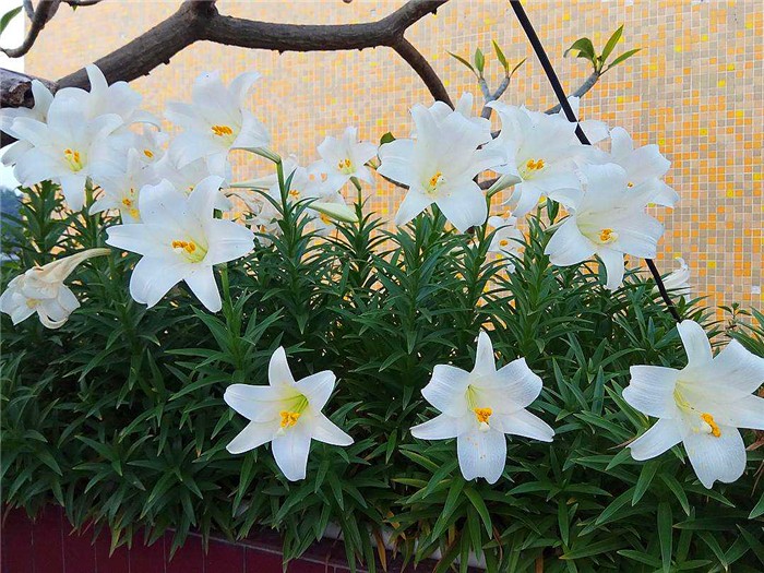 用百合花帮爱猫发情？母猫却因此出现肾衰竭，需知此为“毒花”