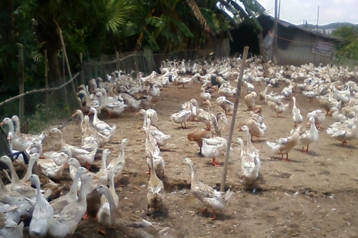 养殖蛋鸭的利润和风险,养殖蛋鸭子的利润