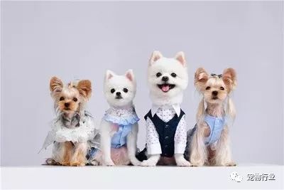 不太正经的宠物店名称有哪些,高端宠物店适合开在什么地方