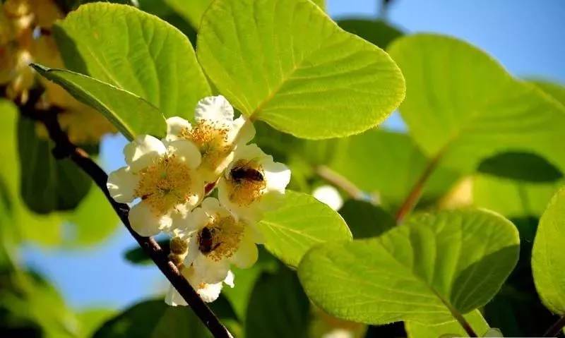 猕猴桃花后保果技术 (猕猴桃花期管理坐果管理技术)