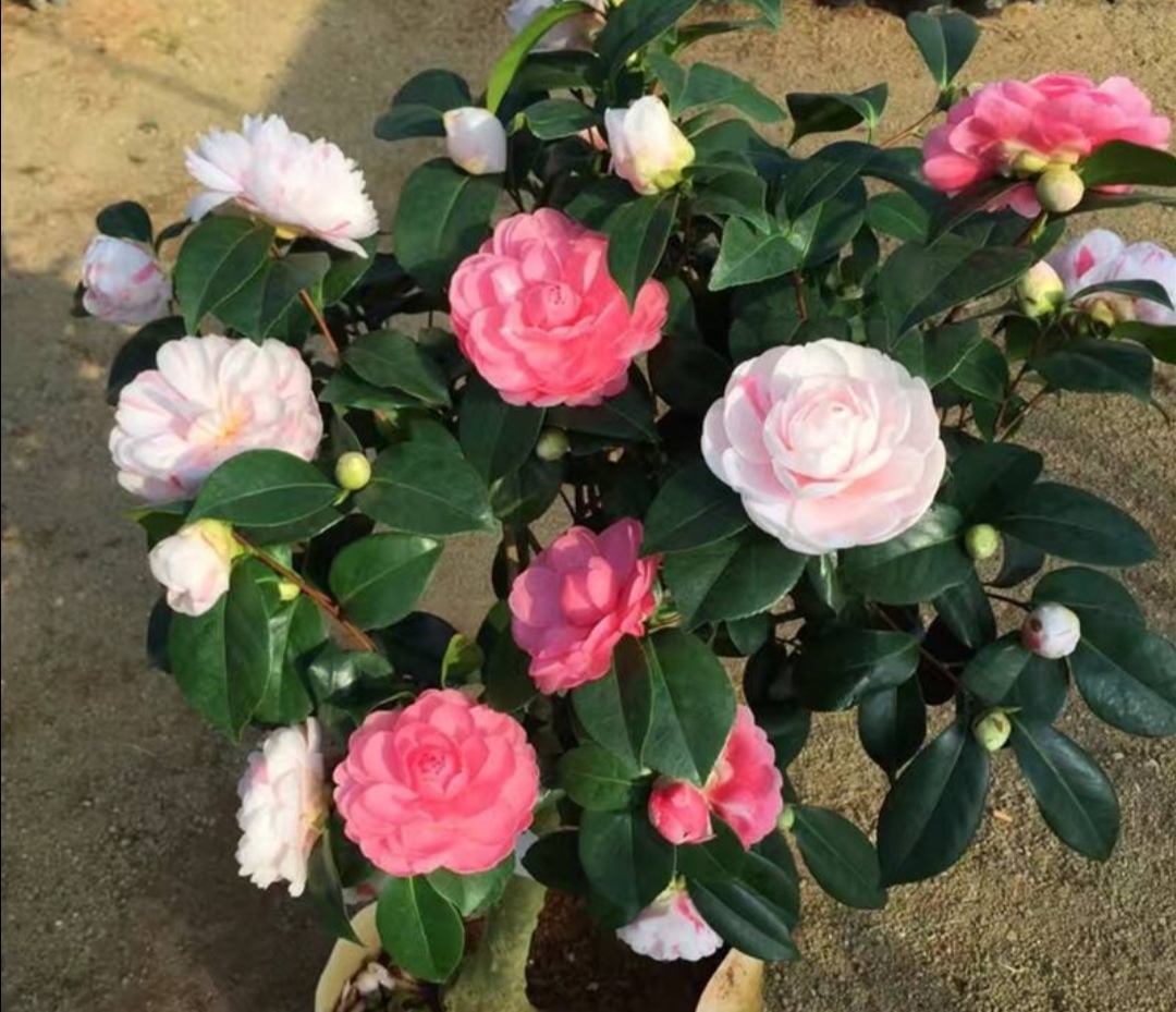 四季杜鹃茶花叶子干枯挽救方法,养的杜鹃花落叶是怎么回事