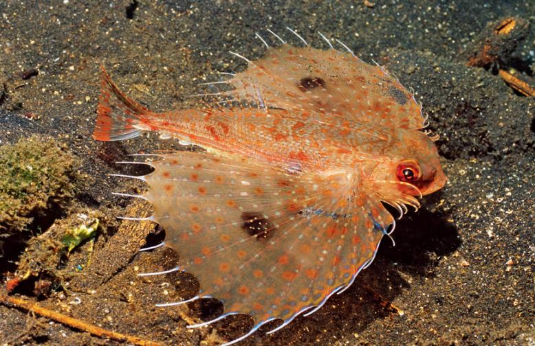 你可能没见过飞鱼,但是你一定吃过它的卵