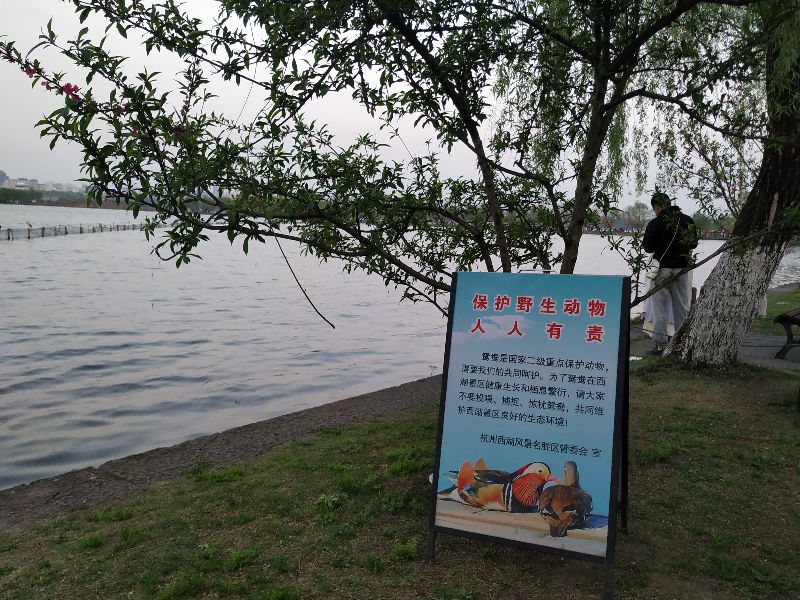 林逋隐居西湖孤山,林逋隐居杭州孤山阅读答案