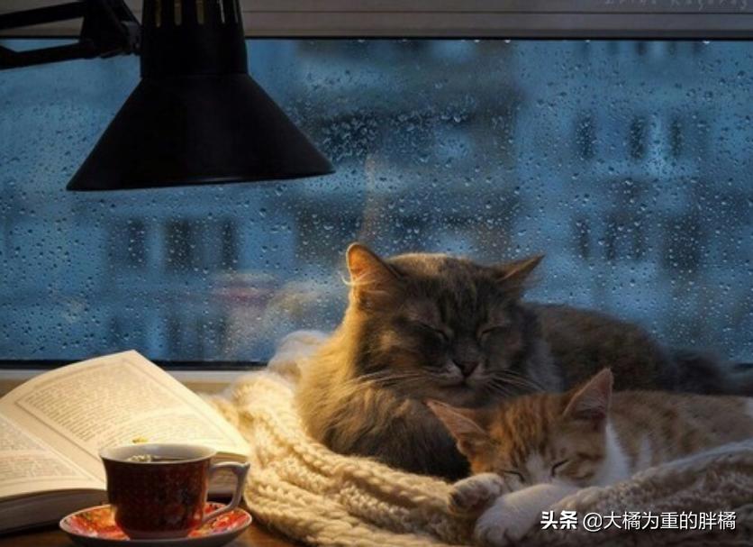 猫咪下雨应激怎么解决呢,为什么猫喜欢看下雨