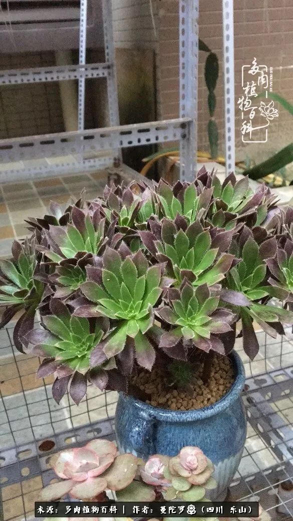 转角遇见多肉,遇见多肉治愈自己