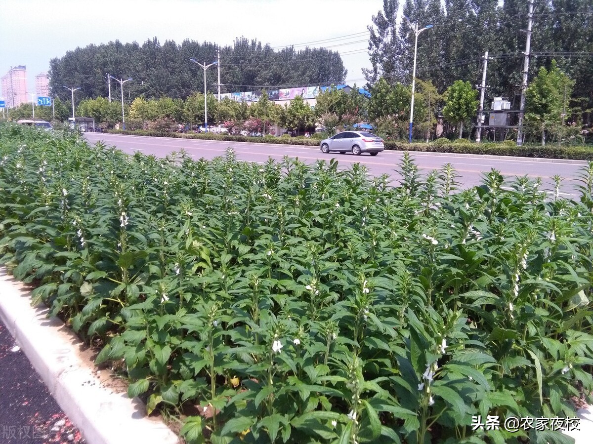 豆角为什么结的少,豆角剪枝结二茬