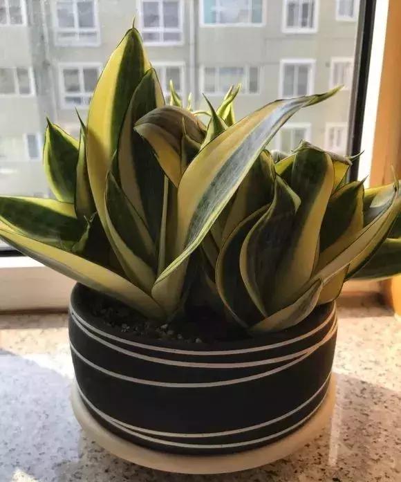 种什么蔬菜可吸甲醛,坪地吸甲醛的植物