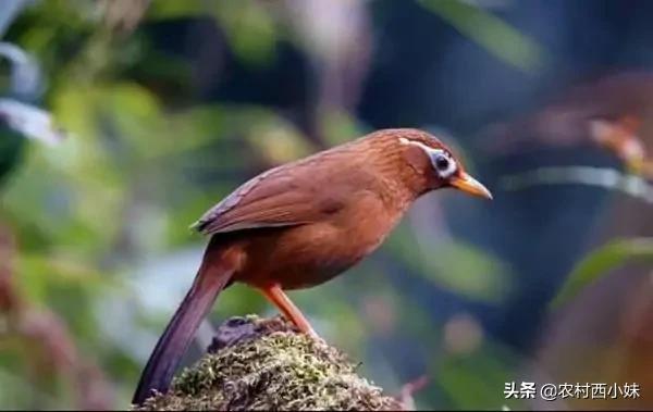 鸟类传染肺炎的症状,鸟类会感染肺炎吗