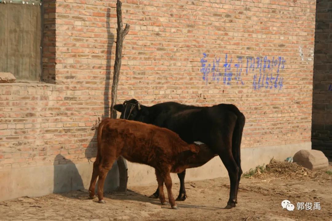 乡愁的温暖视频,乡情的温暖作文