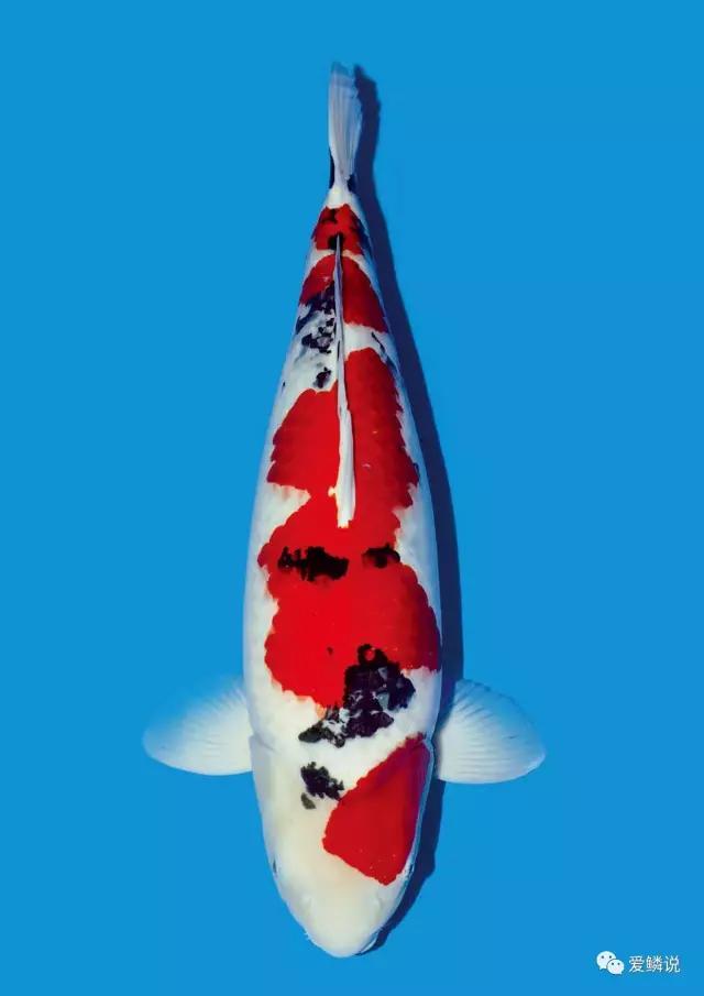 炎炎夏日，别让自家鲤池成为最有“味道”的那一个