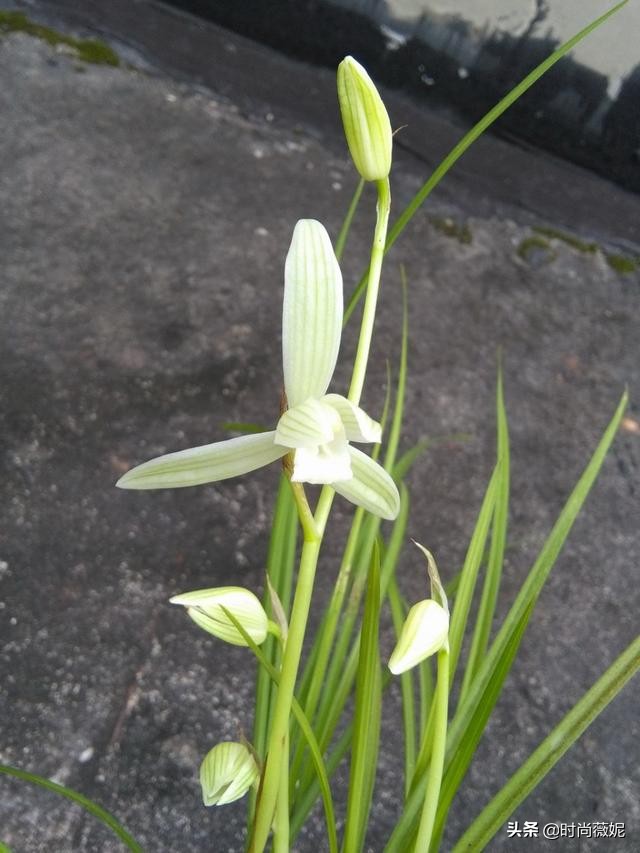 莲瓣兰有收藏价值吗,莲瓣兰12名品图解