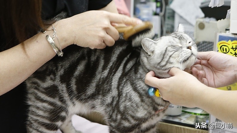 猫咪很冷如何给猫咪正确取暖,猫怕热还是怕冷怎样养猫好