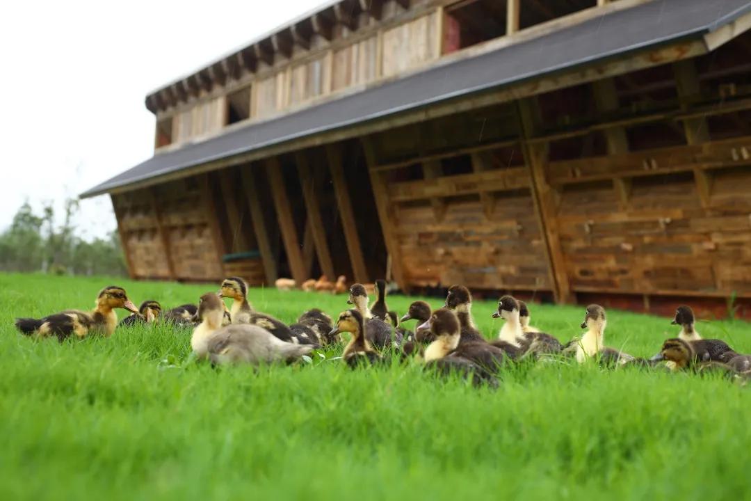 美到犯规！这个500亩的有机庄园，成三产融合教科书