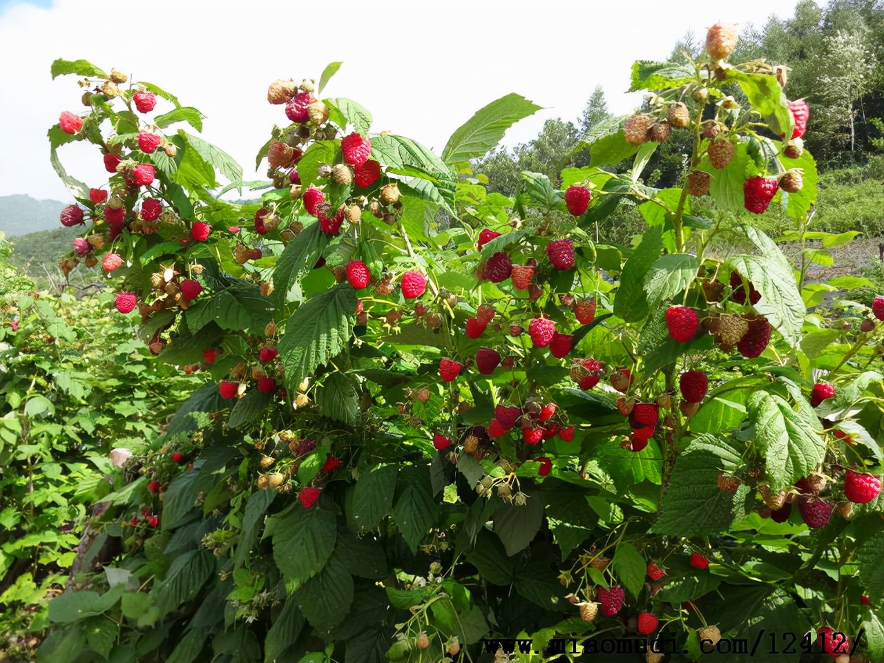 盆栽树莓种植基本方法,盆栽树莓怎样养殖