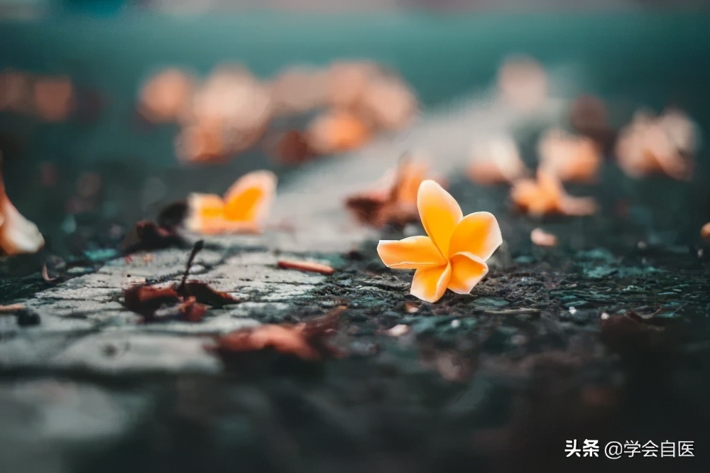 从种花中悟出的人生感悟,从养花中得到了什么人生道理