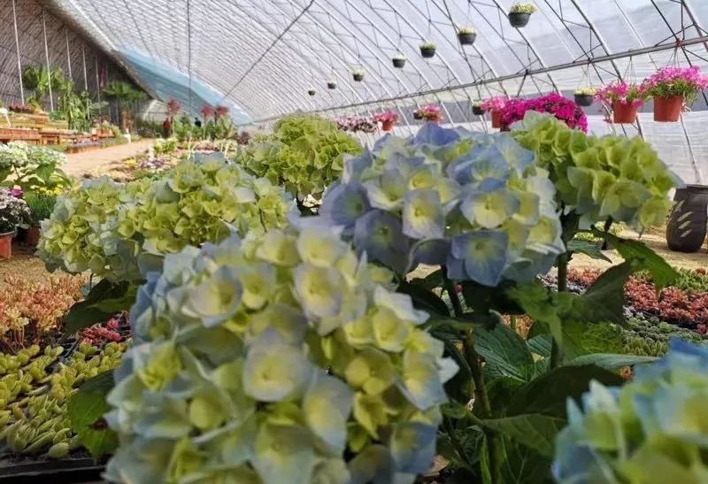 大连买花到哪里,大连网络买花花店