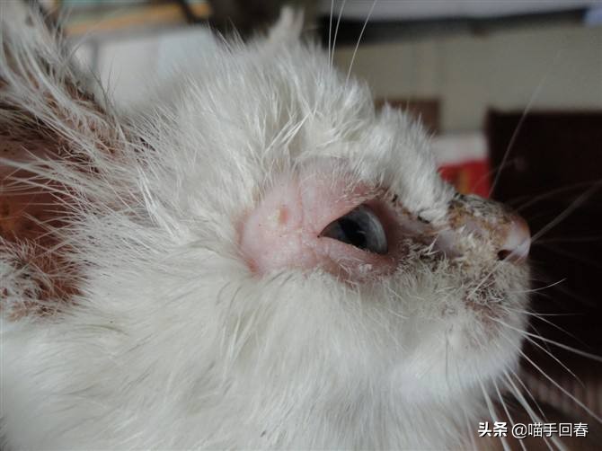 猫咪头部出血结痂,猫咪头部糜烂