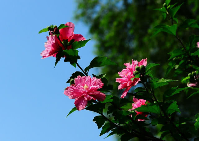 菊花是我国十大名花,菊花是国家的什么名花