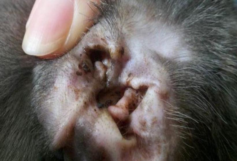 狗狗得了耳螨怎么办,狗狗得了耳螨会怎么样