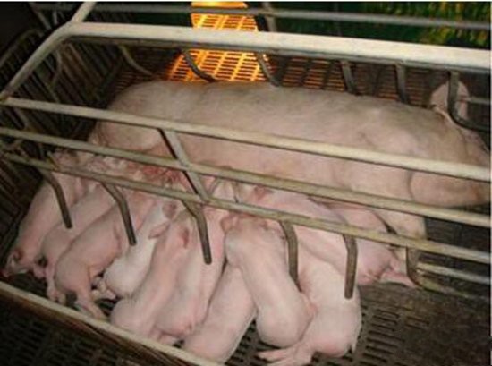 断奶小猪如何不腹泻,小猪断奶后腹泻怎么回事