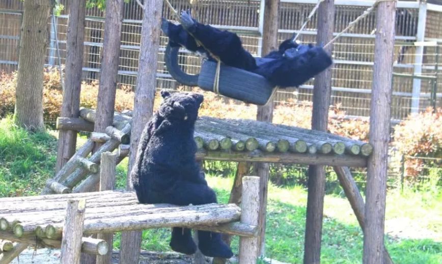 72万年薪!招聘演员假扮熊猫?网友炸了,动物园急了