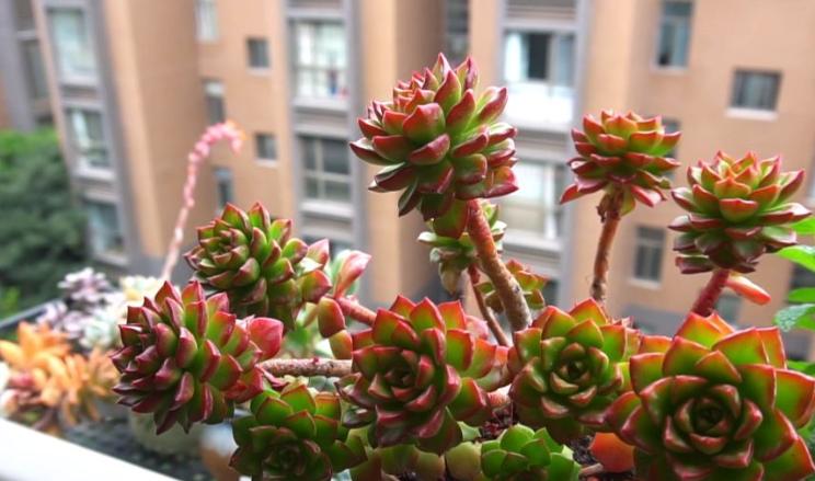 种植盆栽怎么学技术,最新种子种植攻略