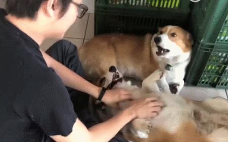 柯基幼犬第一天到家注意什么,饲养柯基6大禁忌你做过几个