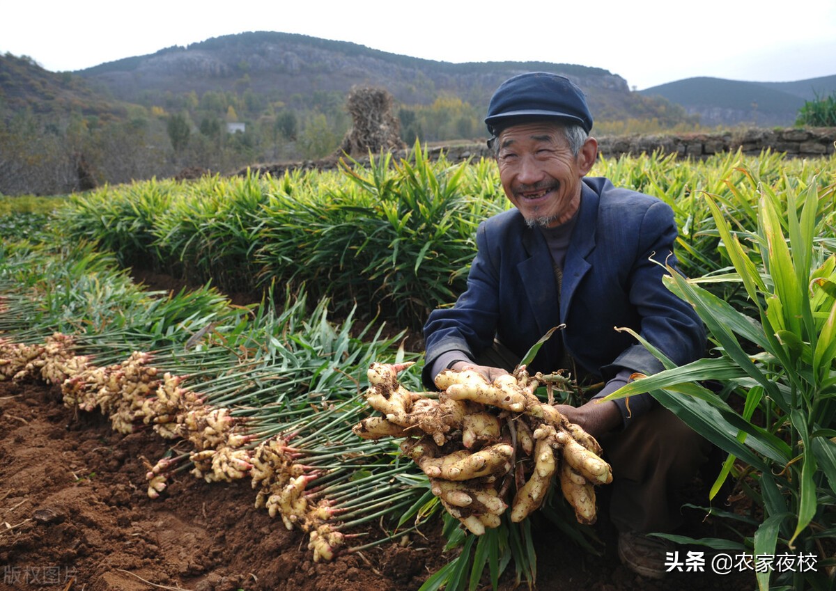 怎样种姜的正确方法全过程,种植姜最快最好的方法