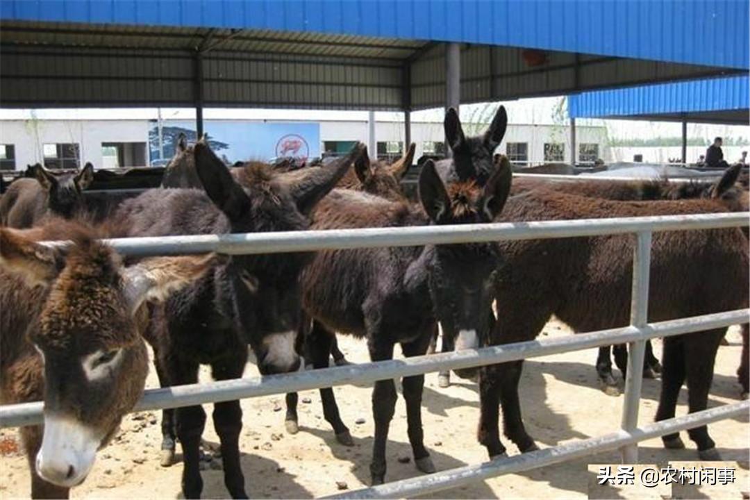 养驴热度越来越高,别盲目涉足,提前做好这些方面才是关键