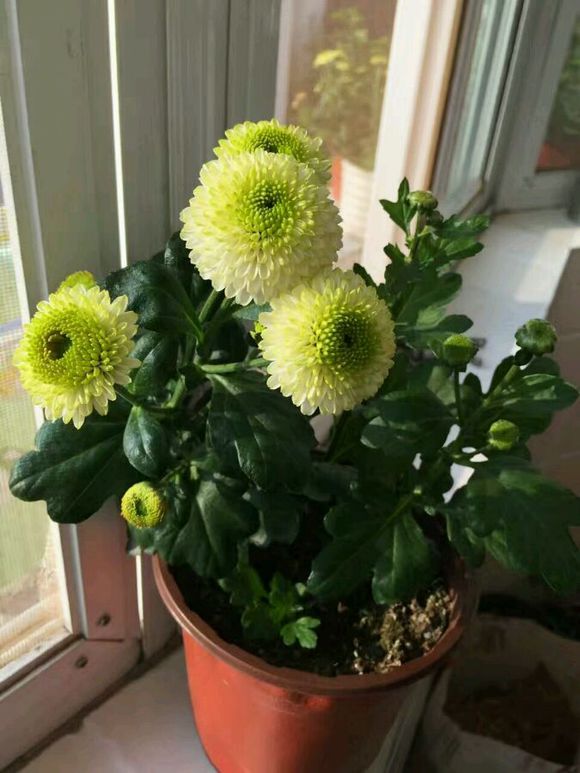 秋菊花叶子发黄怎么办,秋菊蔫了怎么办