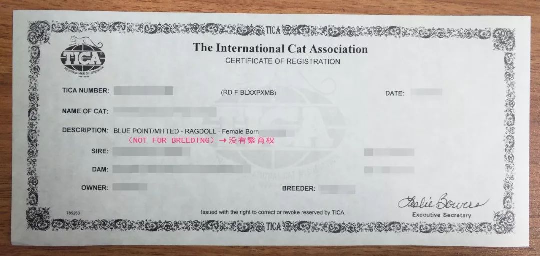 猫咪cfa血统证书含金量高么,猫咪要选有血统证书的吗