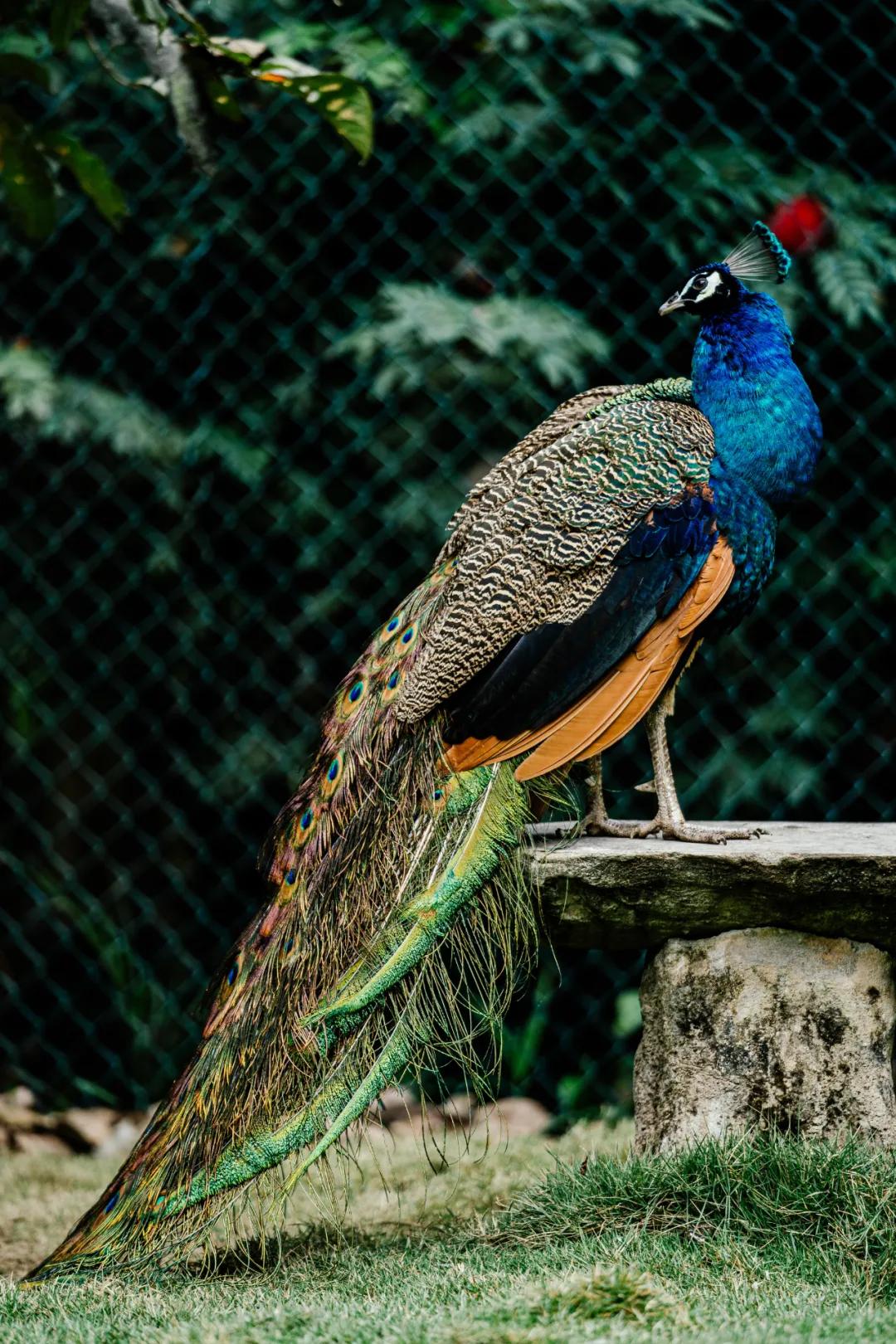 美丽云南(第二季)|黎明之城万物原乡——美名:西双版纳·景洪市