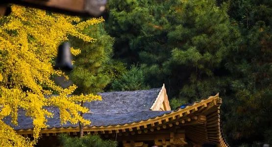 对西安有独特的情怀,热爱西安这座城市