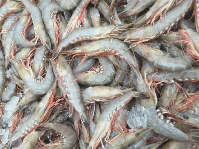 一年一度的开渔季,开渔季味蕾狂欢之旅