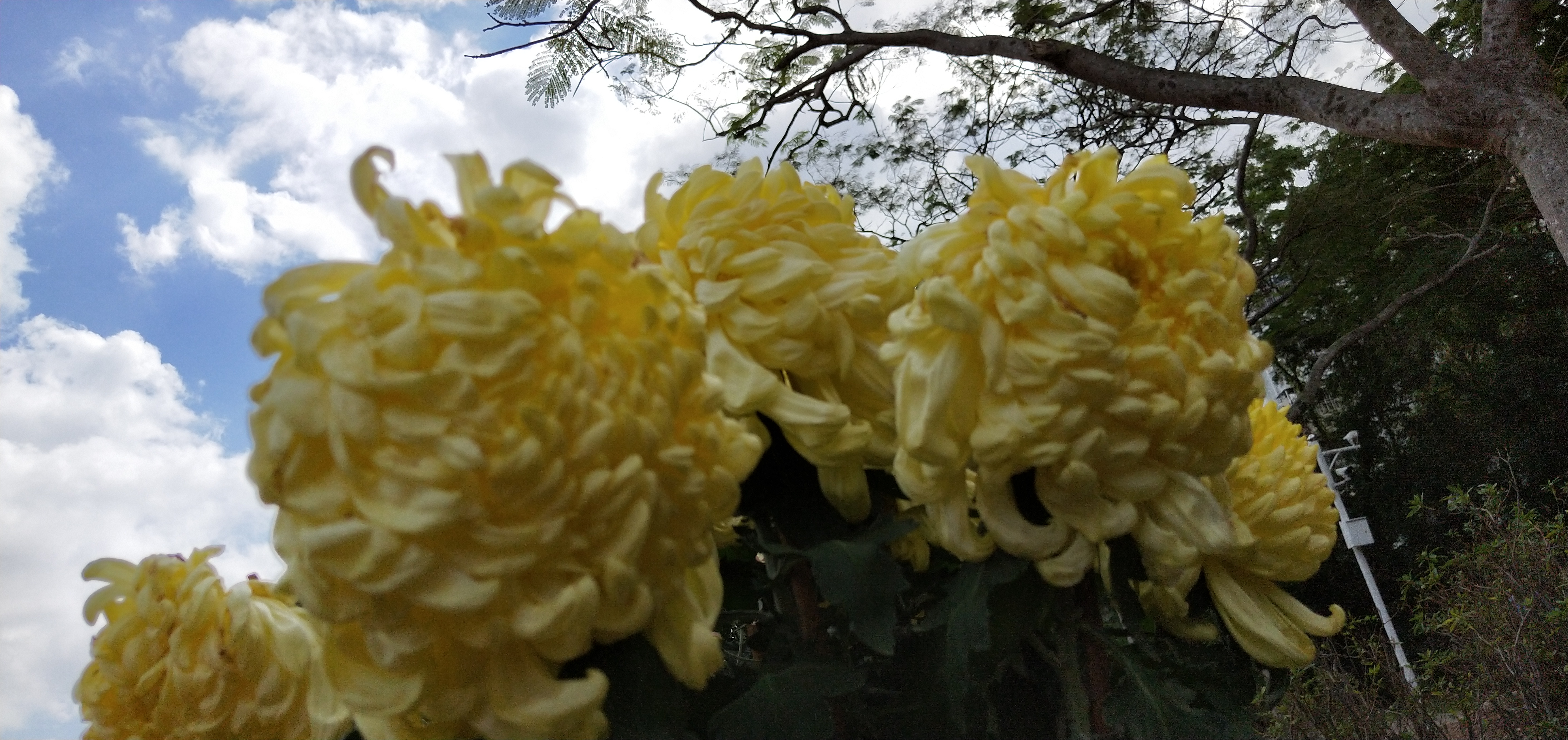 东湖公园菊花花展时间2021,深圳东湖荷节花展