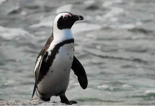 北极有北极熊,南极有企鹅,它们为何要在极地生存?两极外还有吗