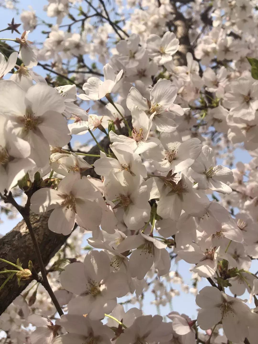 清明踏青好去处邯郸,清明假期旅游必备