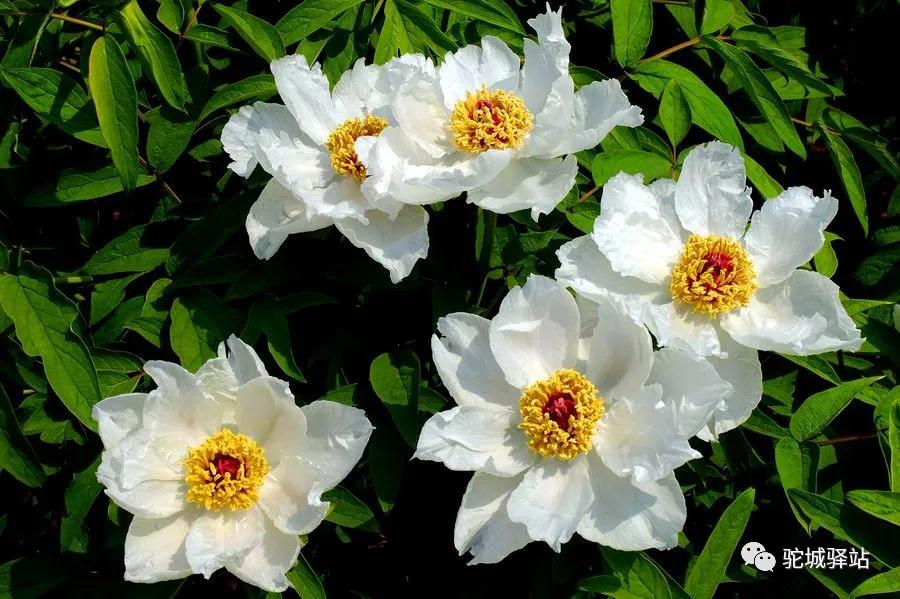 榆林牡丹园,榆林千年牡丹园