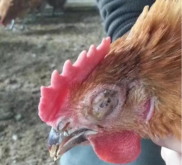 鸡流泪眼瞎什么病,鸡的眼瞎了怎么治疗