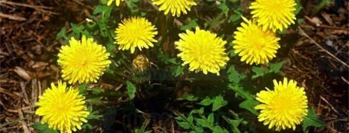 东北神草蒲公英根茶,野生中草药蒲公英茶图片