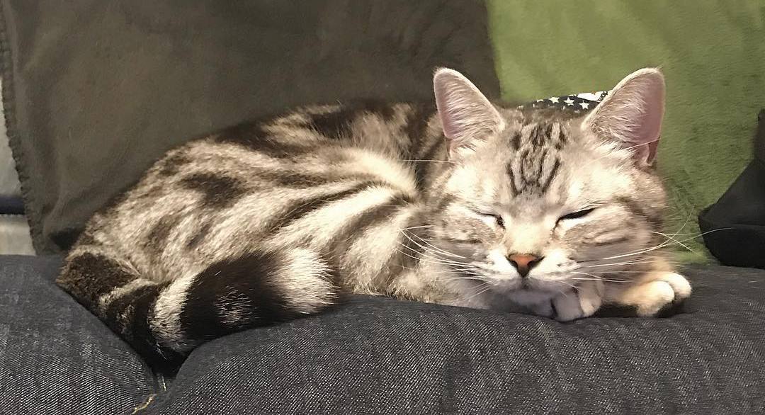 母猫生完崽后脾气暴躁该怎么解决,母猫生完崽后有点焦躁该怎么解决