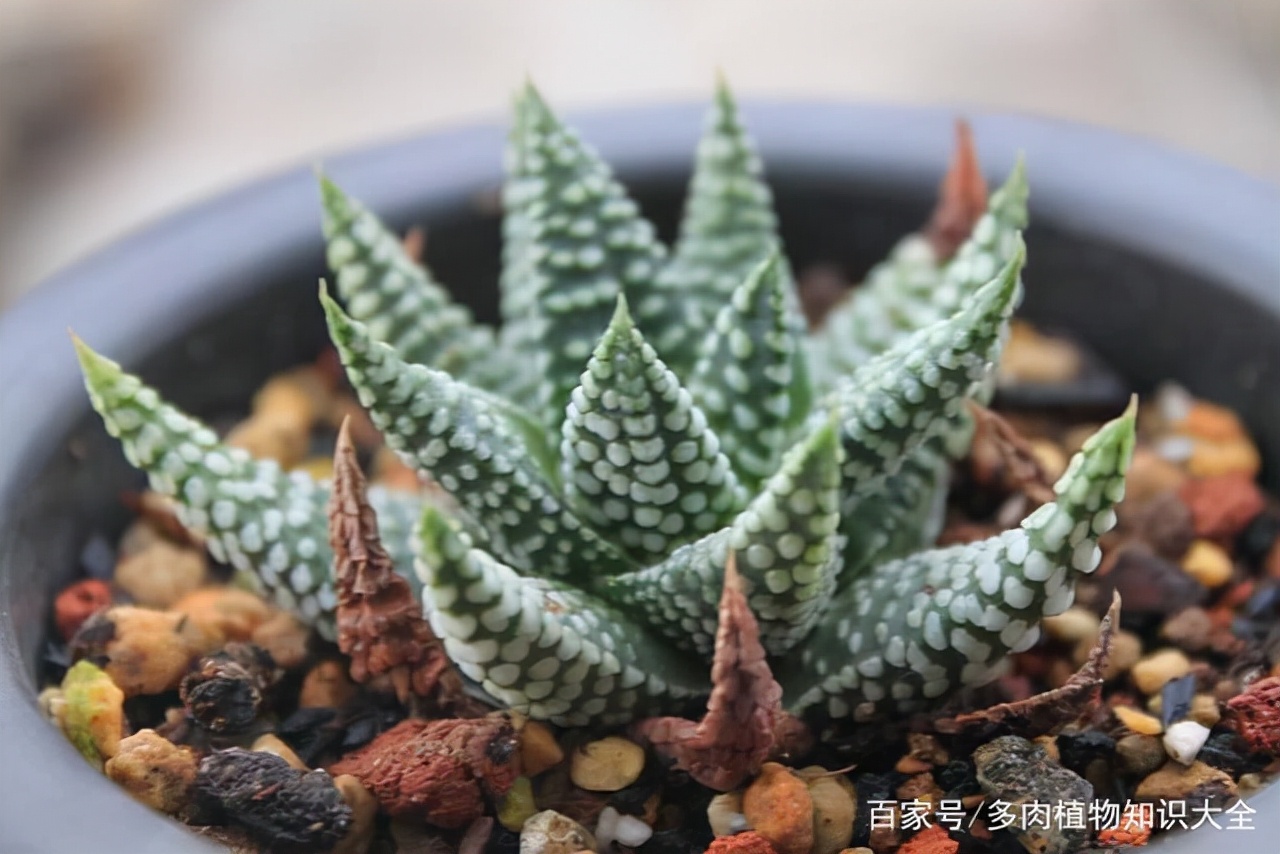 多肉条纹十二卷的养护方法,条纹十二卷多肉如何快速爆盆