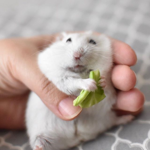 仓鼠为什么会越狱会爬上笼子呢,仓鼠逃出笼子被发现时逗主人开心