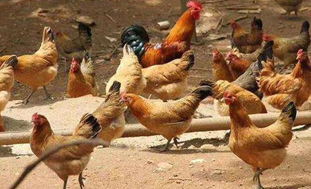 冬天养鸡居然有鸡痘,养鸡遇到鸡病怎么办