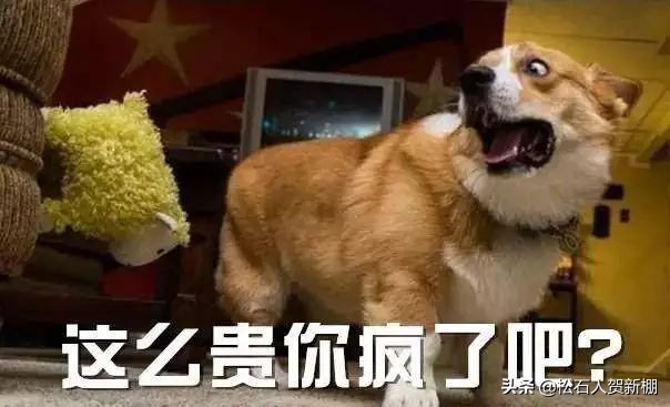 一条正圆的凤眼得多少钱,一条小金鱼卖了十万