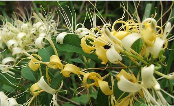 养鸡秘诀鸡感冒了,养鸡技术与鸡病的防治