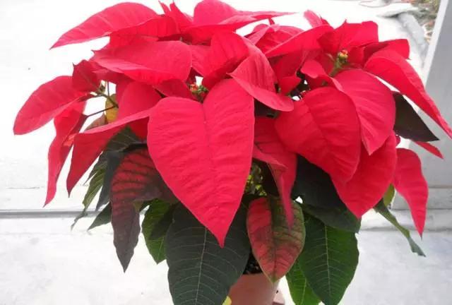 养花如何不把花养死,养花老是养死