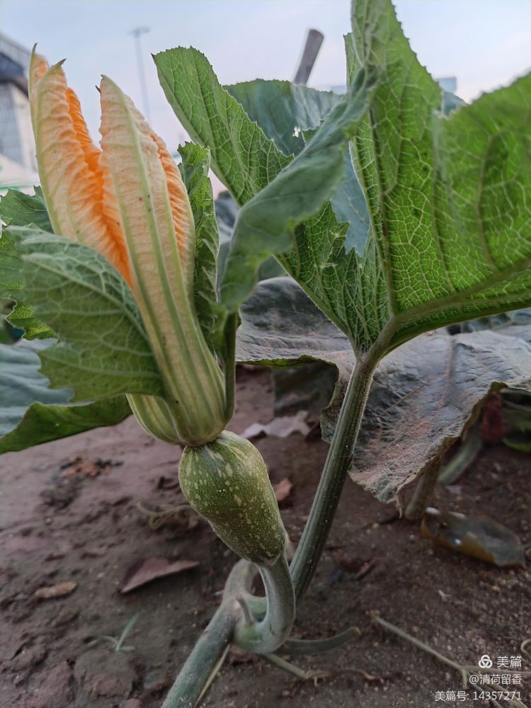 散文：黄黄的瓜花儿