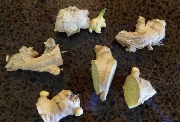 怎样让姜快速发芽做盆栽,盆栽植物姜