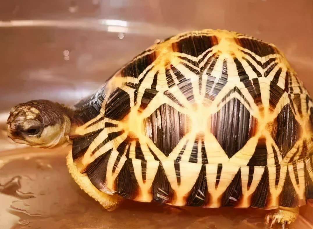 龟类大百科,大眼睛龟类